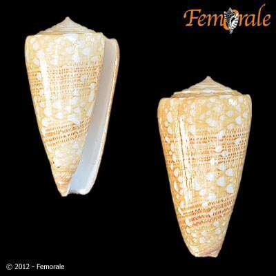 Image of Noble Cone