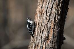 Слика од Dryobates pubescens (Linnaeus 1766)