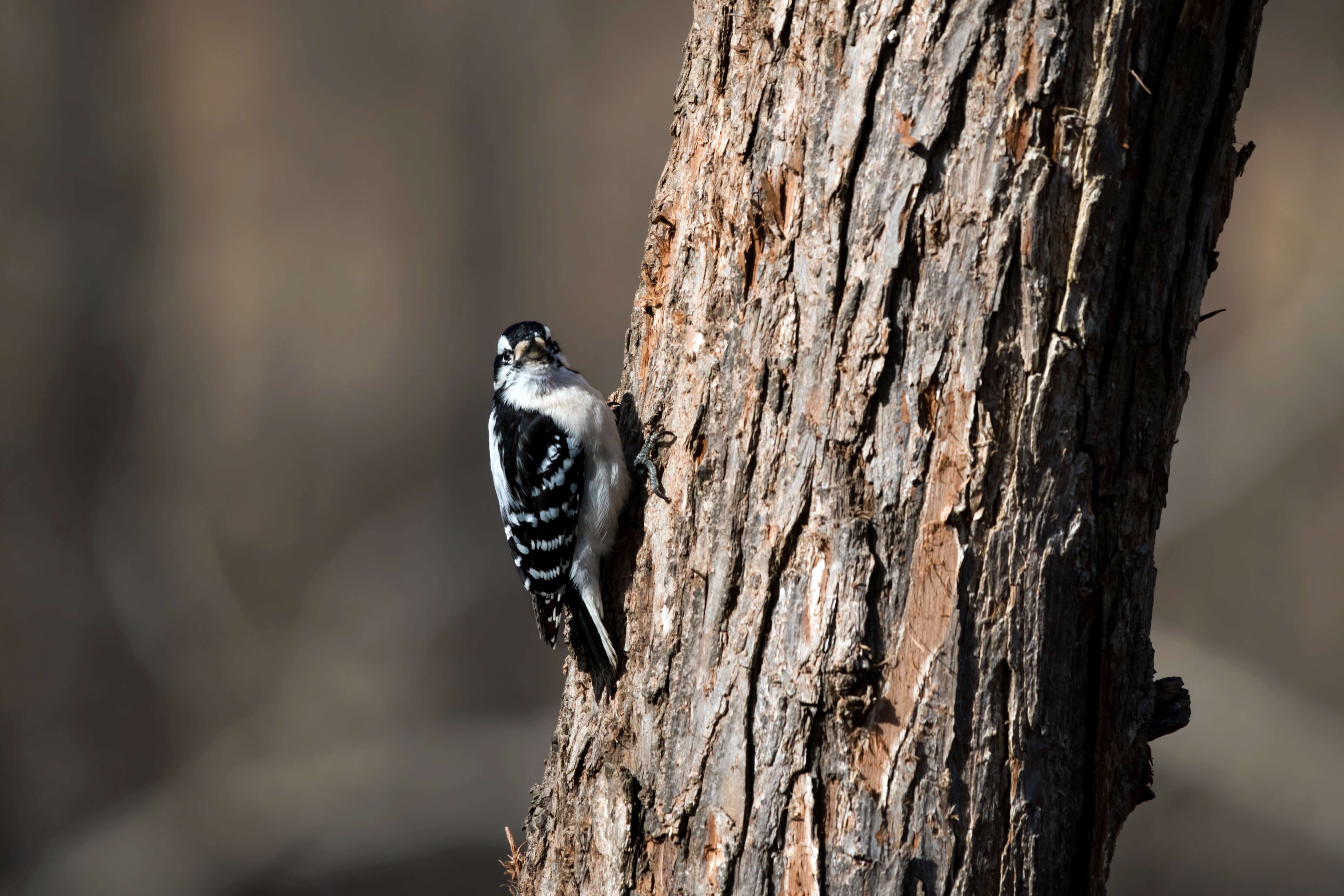 Image of Downy Woodpecker