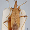 Image of Dicranocephalus pseudotestaceus Lansbury 1966