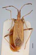 Image of Dicranocephalus pseudotestaceus Lansbury 1966