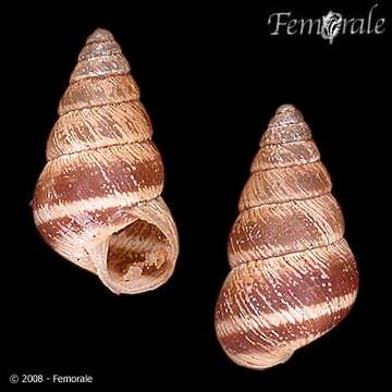 Image of Cochlicella A. Férussac 1821