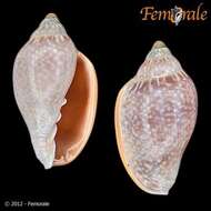 Image of Marginella Lamarck 1799