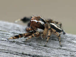 Image of Habronattus agilis (Banks 1893)