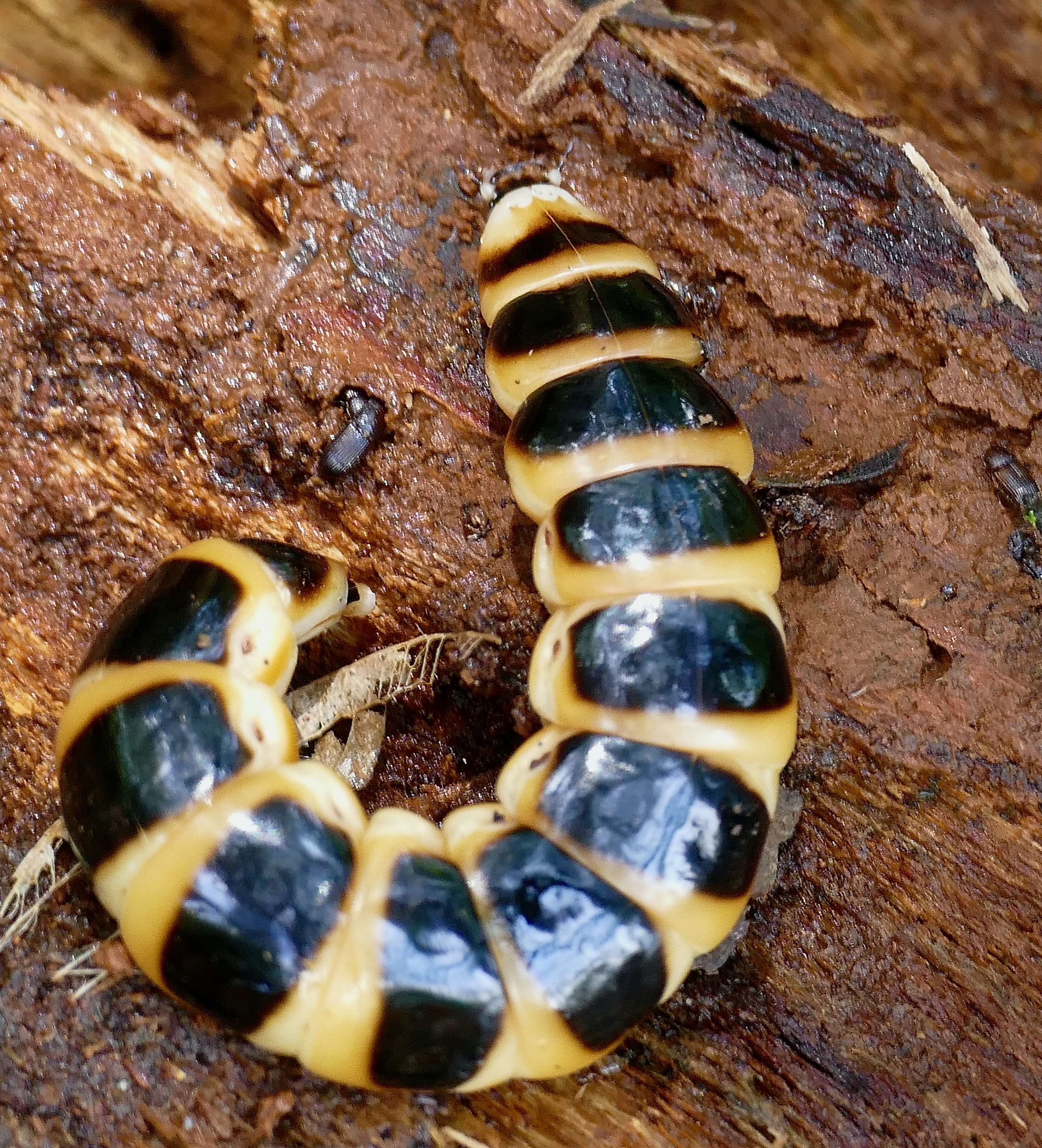 Image of Glowworms