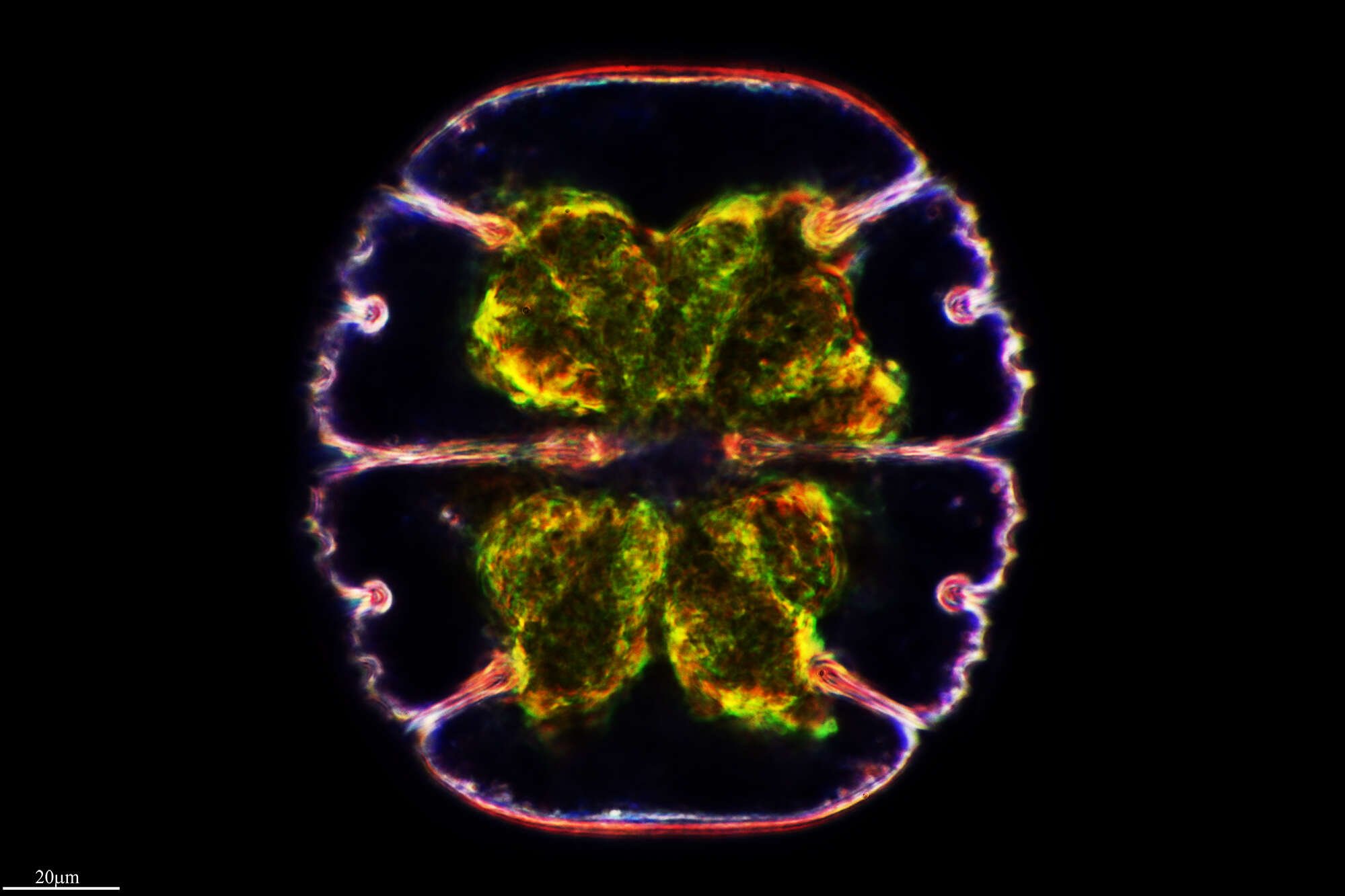 Image of Micrasterias truncata Brébisson ex Ralfs 1848