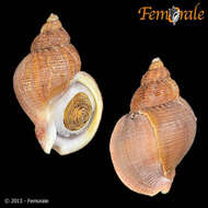 Image of Buccinum Linnaeus 1758