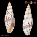 Image of Imbricaria pretiosa (Reeve 1844)