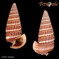 Image of Potamididae