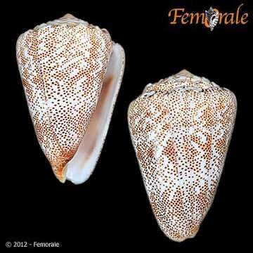 صورة Conus arenatus Hwass ex Bruguière 1792