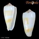 Image of <i>Conus magus metcalfii</i>