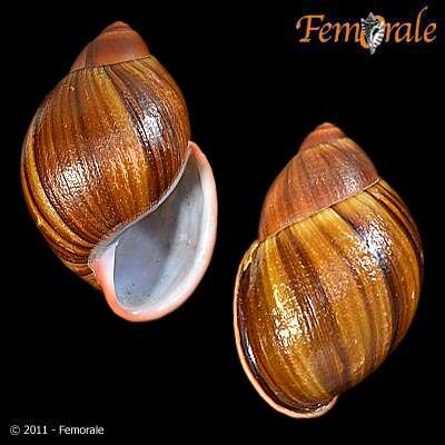 Image de Strophocheilidae