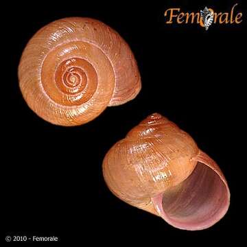 Image of bush snails