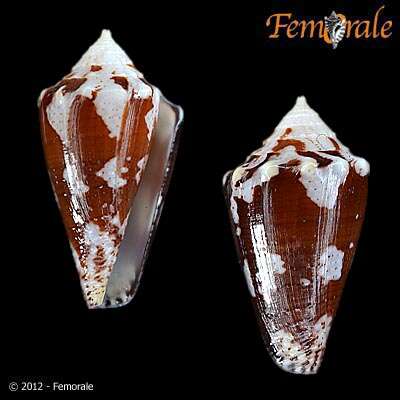 Image of cone snails