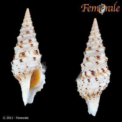 Image of Lophiotoma T. L. Casey 1904