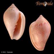 Image of Marginella Lamarck 1799