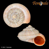 Image of Land Winkles