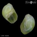 Image of emerald nerite