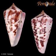 Image of cone snails