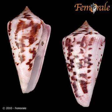 Image of cone snails