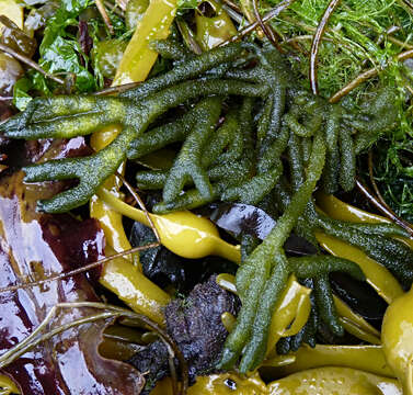 Image of Codium tomentosum