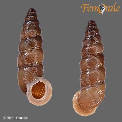 صورة Buliminidae