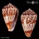 صورة Conus saragasae Rolán 1986