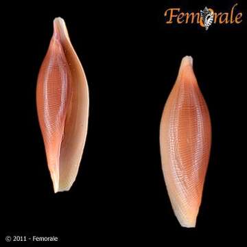 Image of Cymbovula C. N. Cate 1973