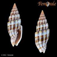 Vexillum intertaeniatum (G. B. Sowerby II 1874) resmi