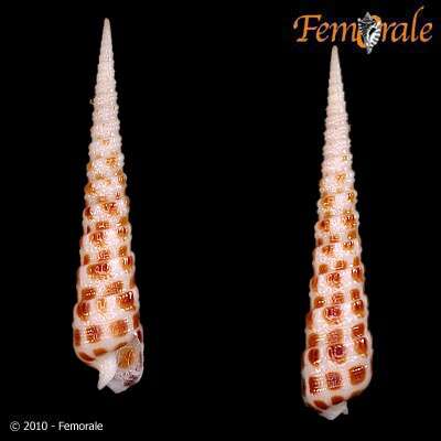 Image of Needle Whelks