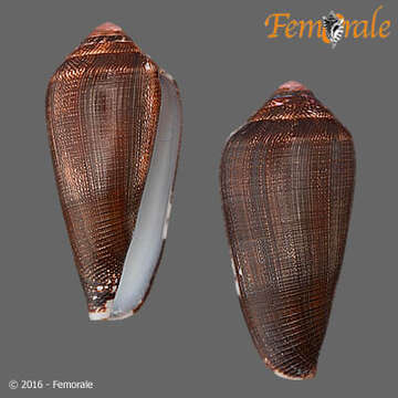 Image of cone snails