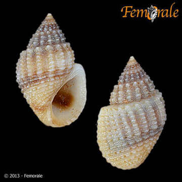 Image of Paludomidae