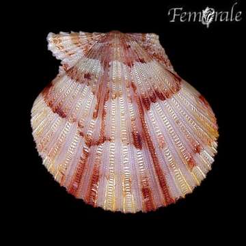 Image of Cryptopecten Dall, Bartsch & Rehder 1938