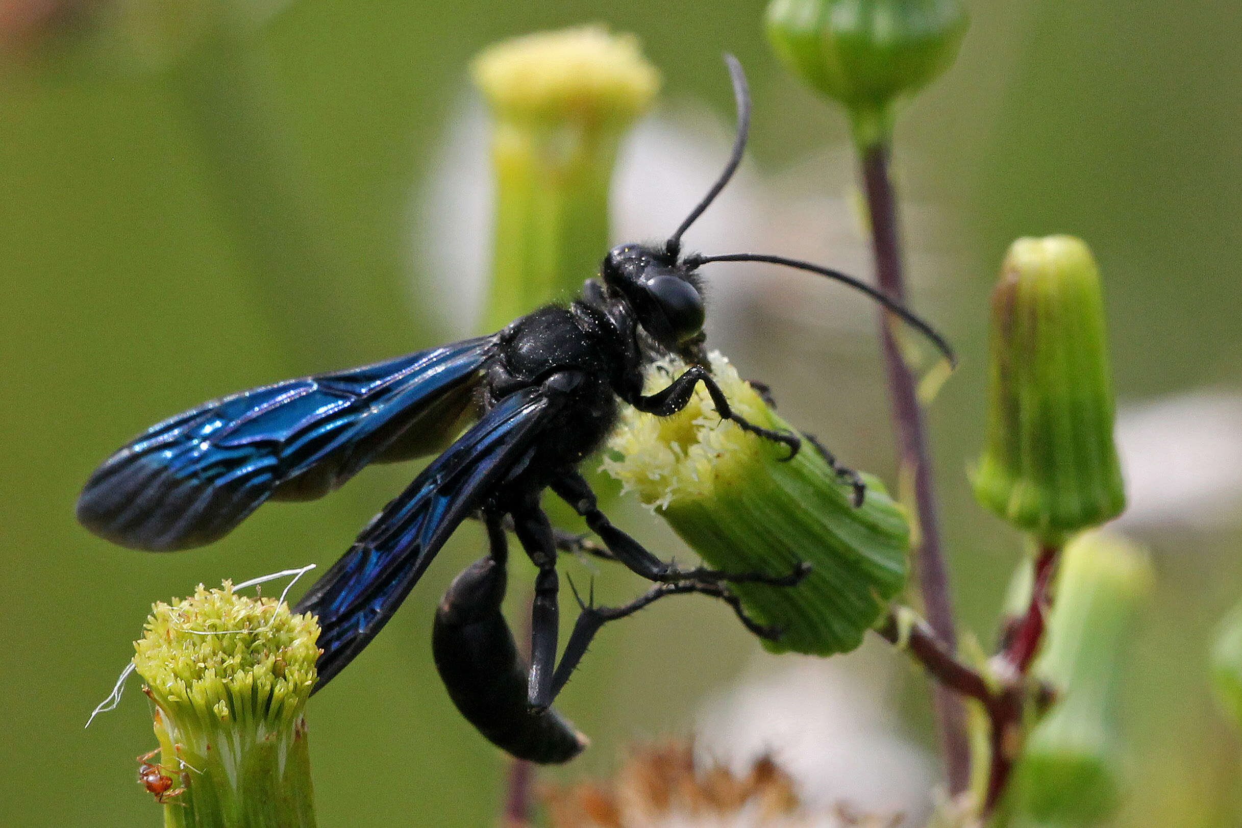 Image of Great Black Wasp