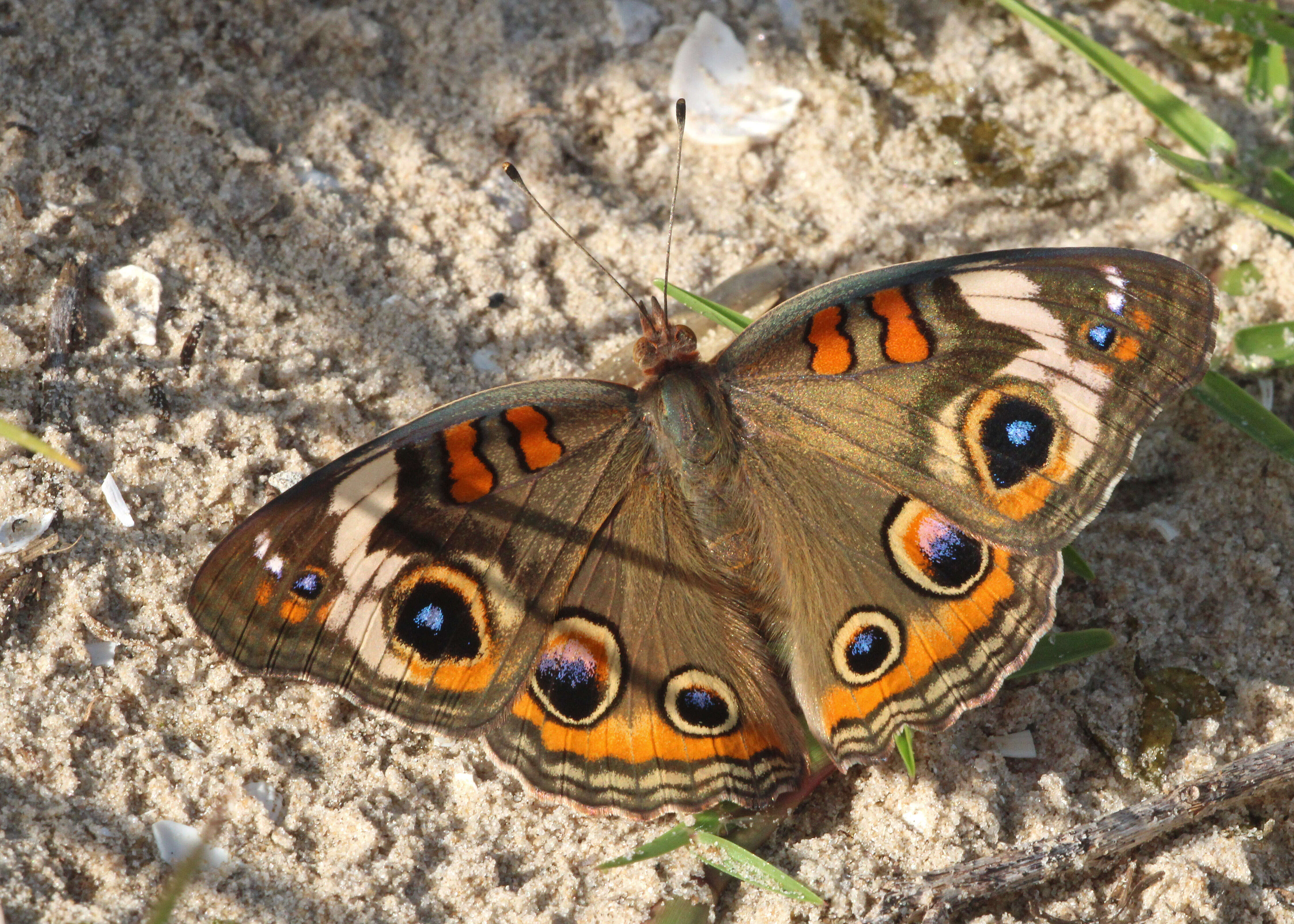 Image of Common buckeye