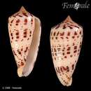 صورة Conus zapatosensis Röckel 1987