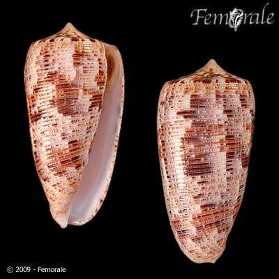 صورة Conus Linnaeus 1758