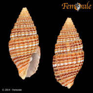 Image of Vexillum unifasciale (Lamarck 1811)