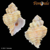 Imagem de Coralliophila bulbiformis (Conrad 1837)