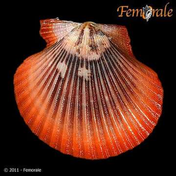 Image of African fan scallop