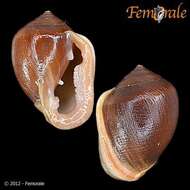 Image of Hollow-shelled, Ear-shaped, and Button Snails