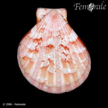 صورة Anguipecten Dall, Bartsch & Rehder 1938