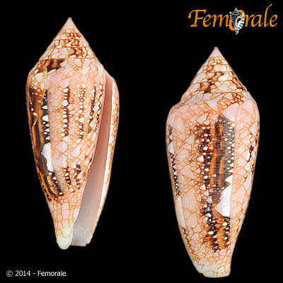 صورة Conus legatus Lamarck 1810