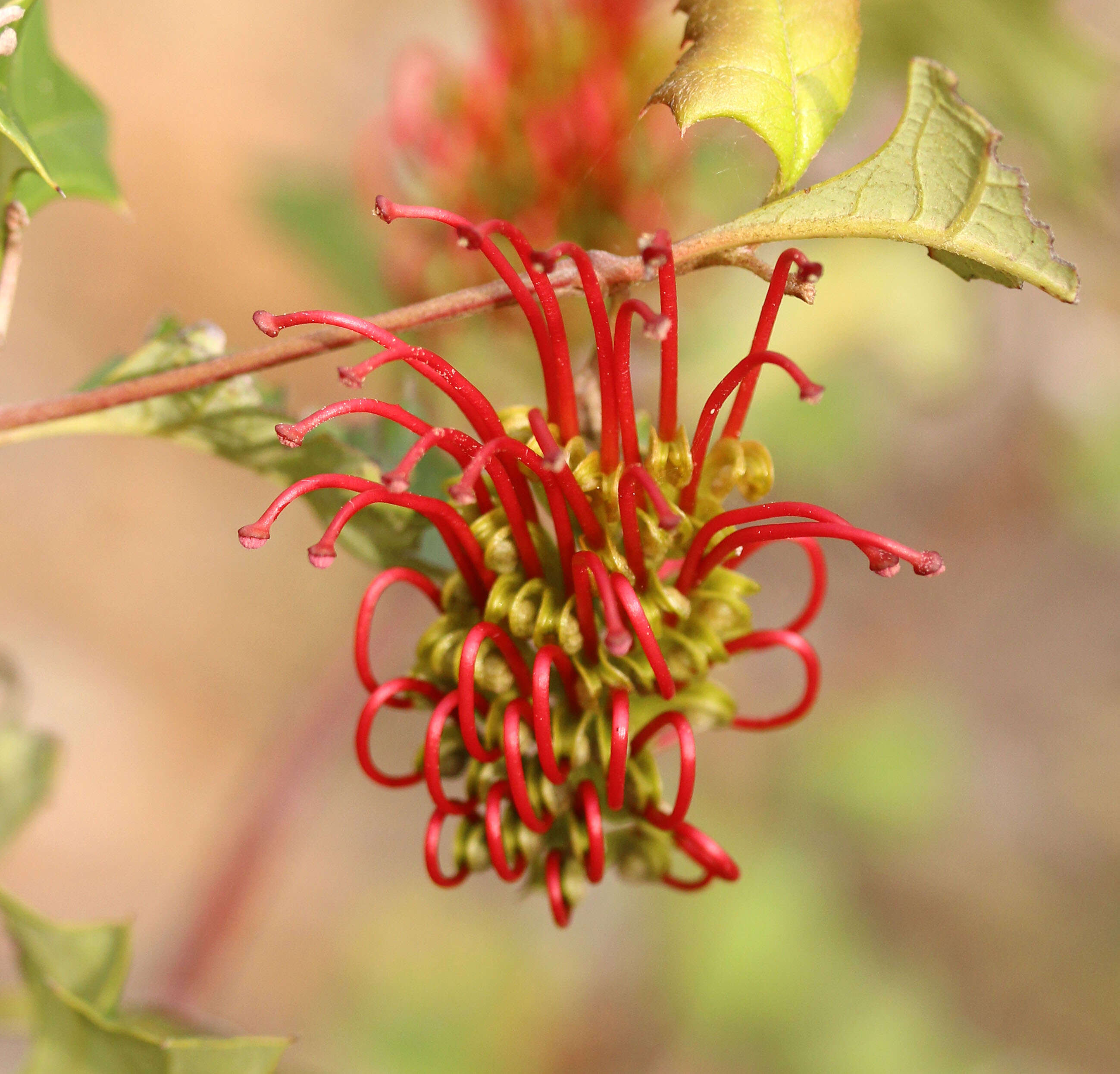 Image of Brisbane Ranges Grevillea