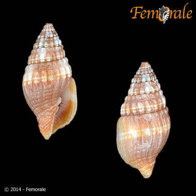 Слика од Turbinelloidea Rafinesque 1815