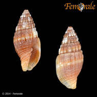 Слика од Turbinelloidea Rafinesque 1815