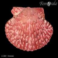 Image of Argopecten Monterosato 1889