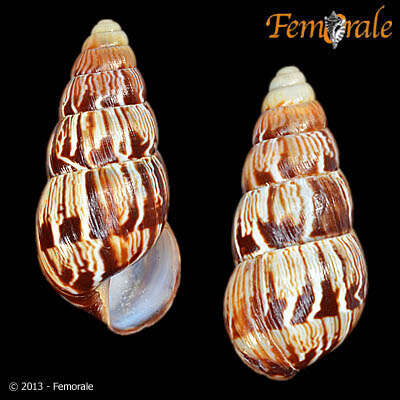 Image of Achatinidae