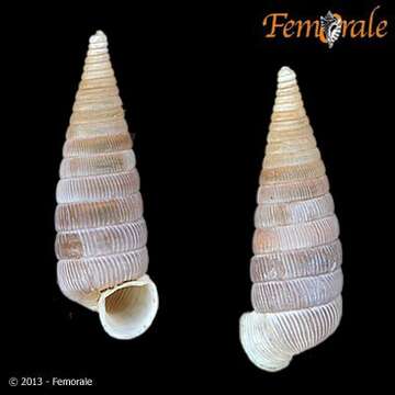 Plancia ëd Epirobiidae