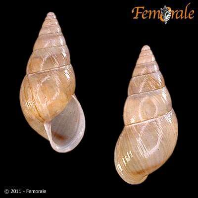 صورة Buliminidae